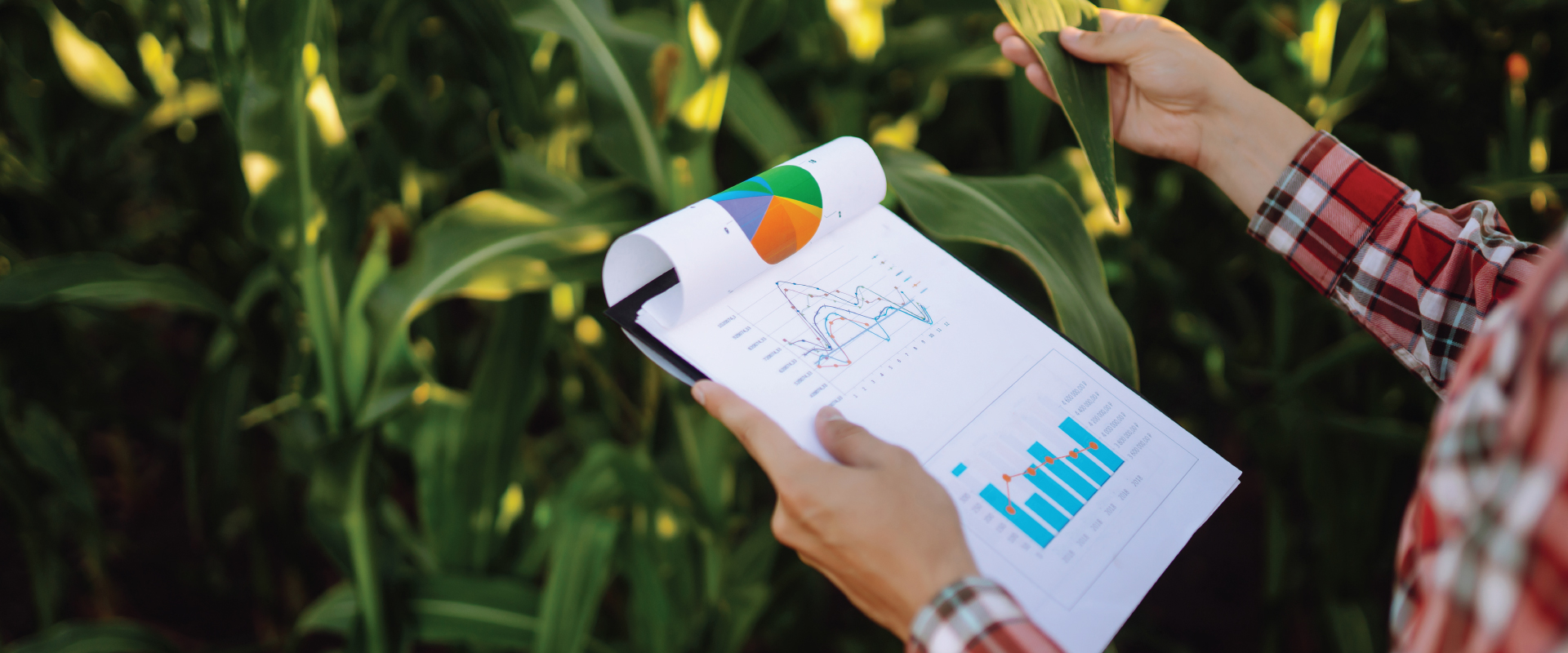 Microsoft Fabric for Agri-Healthcare Industry : Case Study